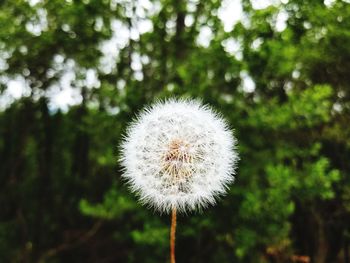 Close-up of dandelion flower