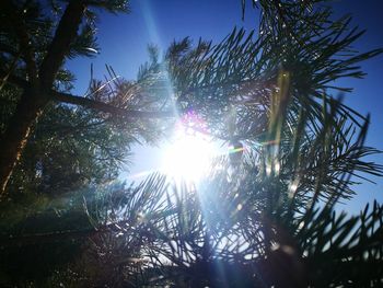 Low angle view of sunlight streaming through palm tree