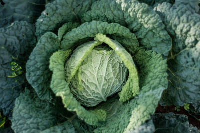 Full frame shot of cabbage