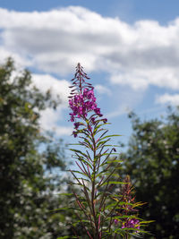 Low angle view of flower tree against sky