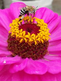 Close-up of bee pollinating on pink flower