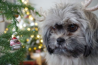 Close-up portrait of dog by christmas tree