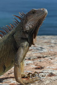Close-up of lizard against sky