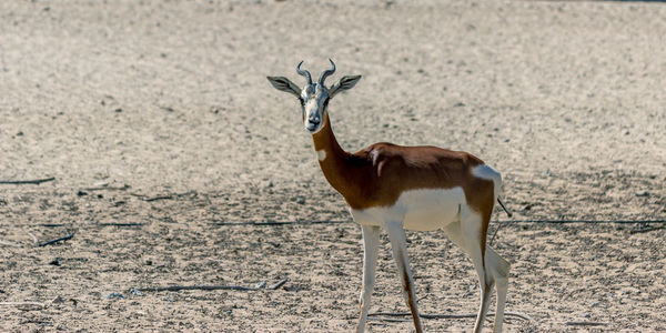 Deer standing on field