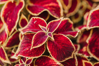 Close-up of red flowering plant