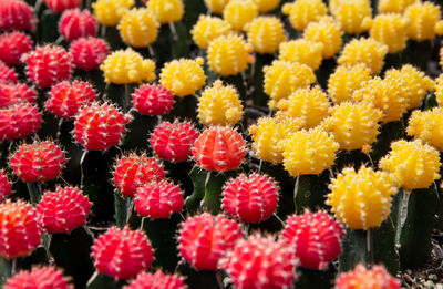 Full frame shot of yellow flowering plants