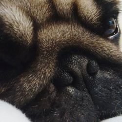 Close-up portrait of a dog