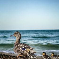 Birds perching on beach against sky