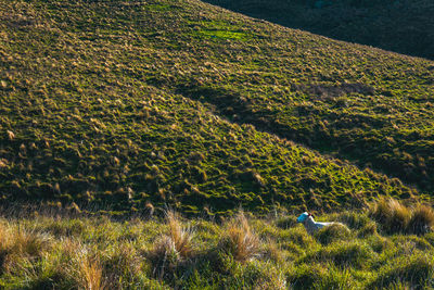 hill