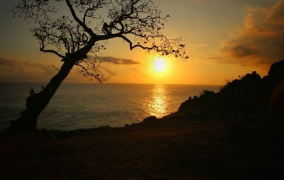 Silhouette tree on beach against sky during sunset