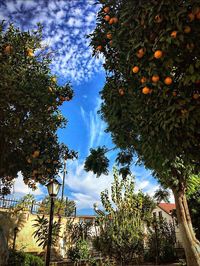 Low angle view of palm tree against sky