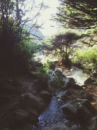 Stream flowing through rocks in forest