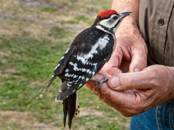 Close-up of hand holding a young great spotted woodpecker 