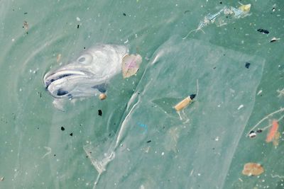 High angle view of fish swimming in water