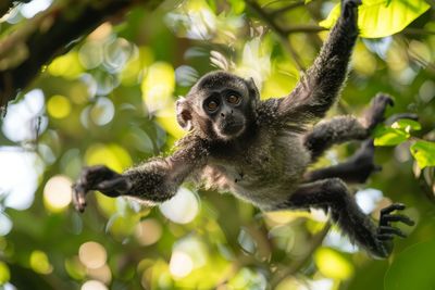 Close-up of monkey