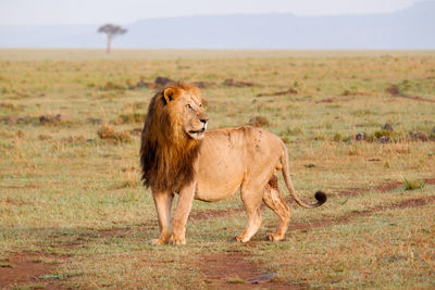 Lioness running on field