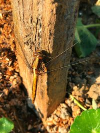 Close-up of insect on tree trunk