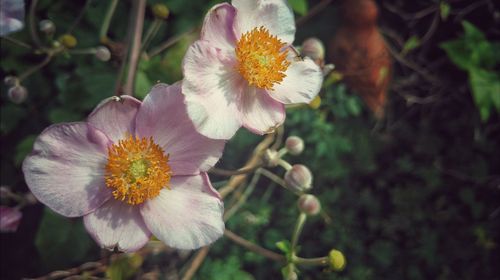 Close-up of flowers