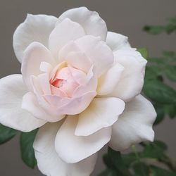 Close-up of white rose blooming outdoors