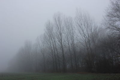 Bare trees on field in foggy weather