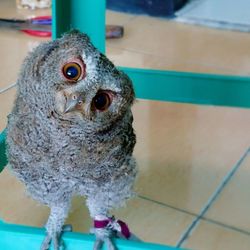 Close-up portrait of owl