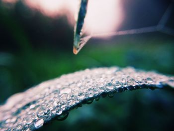Close-up of raindrops on plant during winter
