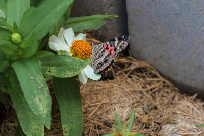 Close-up of butterfly on plant