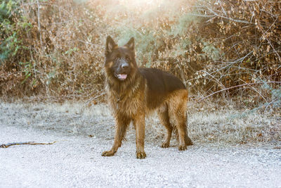 View of a dog in snow