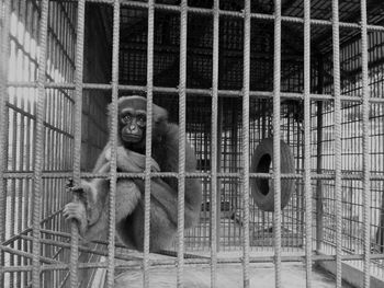 Monkey in cage