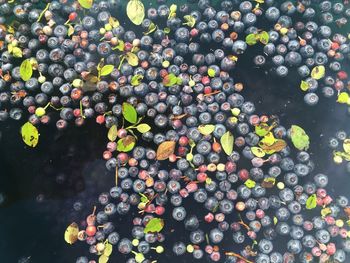 Directly above shot of blueberries in pond