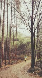 Rear view of man walking on road in forest