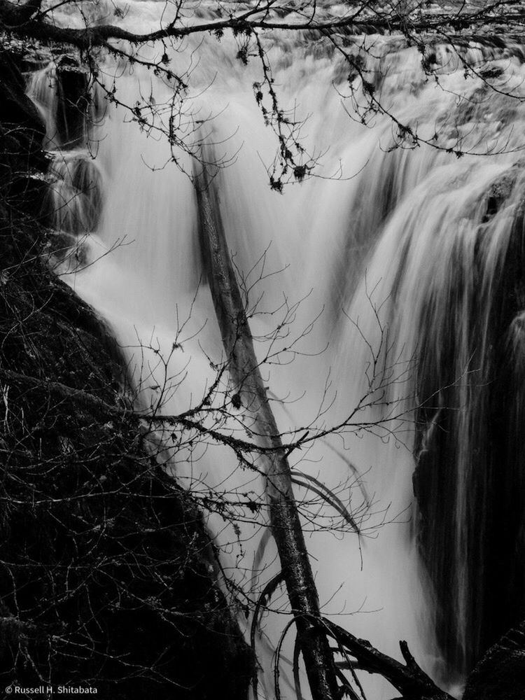 plant, tree, nature, day, branch, beauty in nature, no people, outdoors, tranquility, bare tree, land, hair, close-up, lifestyles, scenics - nature, white color, digital composite