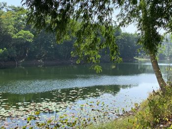 Scenic view of lake by trees