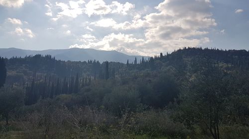 Panoramic shot of trees and plants against sky