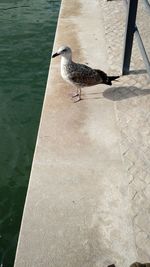 High angle view of bird on floor