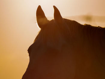 Silhouette person with horse against sky during sunset