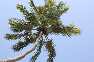 Low angle view of coconut palm tree against clear sky