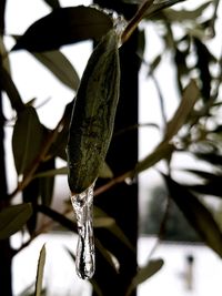 Close-up of leaf hanging on tree