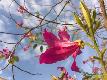 Close-up of red flowering plant