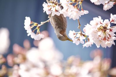 Close-up of cherry blossoms