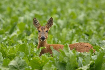 Portrait of deer