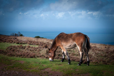 Horse grazing in a field