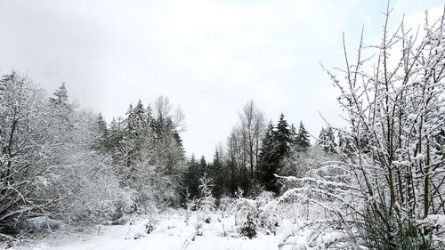 Snow covered trees in forest against sky