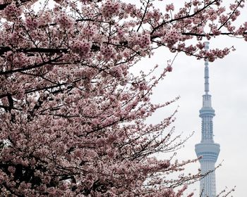 Low angle view of cherry blossoms against sky