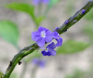 Close-up of purple flower