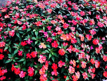 Full frame shot of red flowering plants