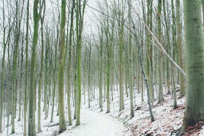 Road passing through forest