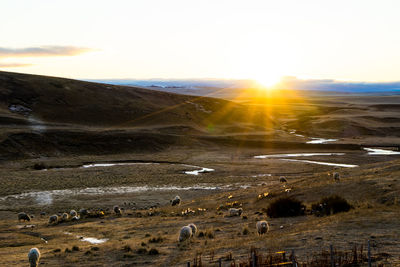 Scenic view of field against sky during sunset