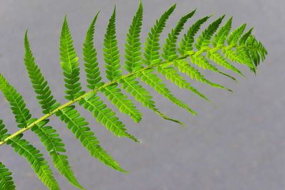Green fern branch on a gray background. copy space.