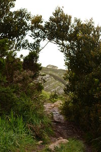 Trail amidst trees in forest against sky